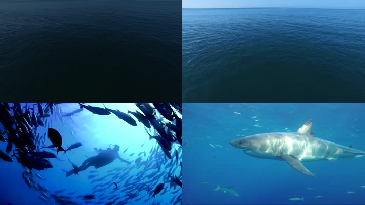 蓝色海洋 海面 海水 海底世界 鲨鱼 鲾