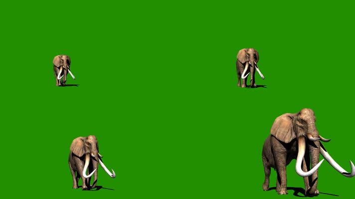 大象行走绿屏