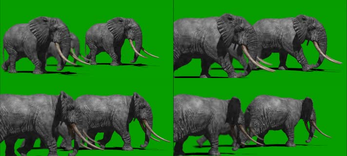 大象行走绿屏