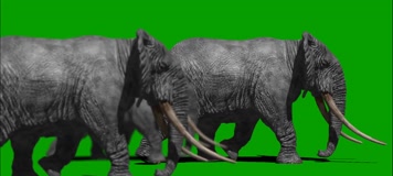 大象行走绿屏