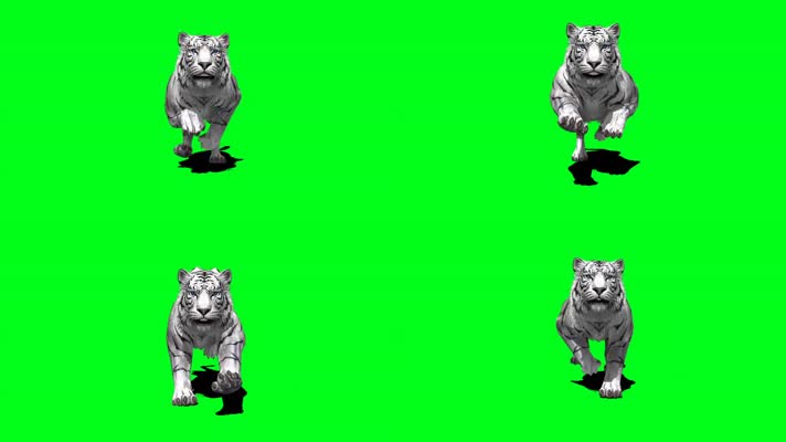 白老虎奔跑绿屏