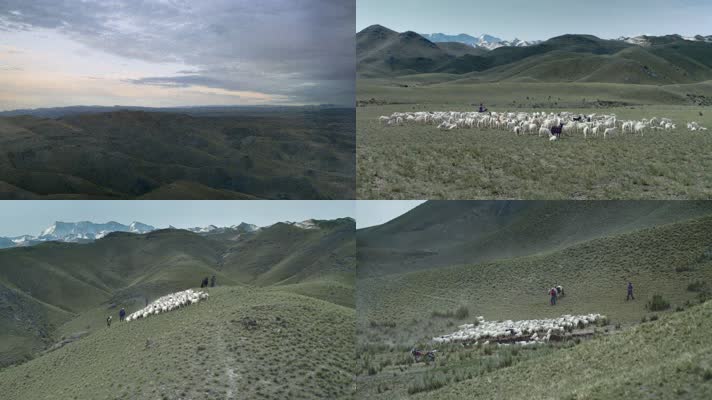牧民 羊群 放牧 生态破坏 羊群吃草 山