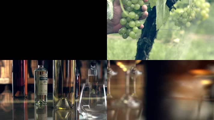 酿酒葡萄 青葡萄 葡萄庄园 种植园 酒窖