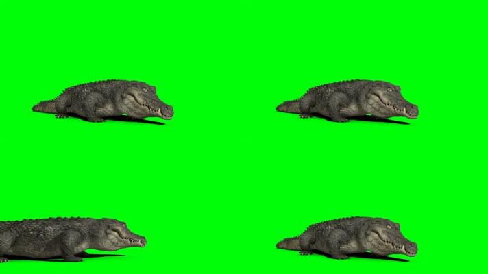 鳄鱼绿屏 (2)