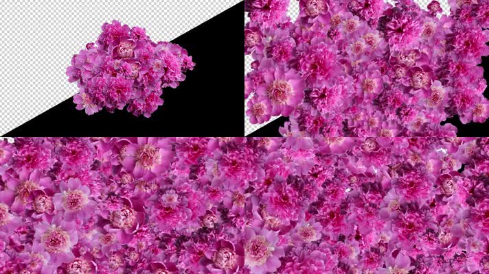 粉红牡丹花透明通道序列