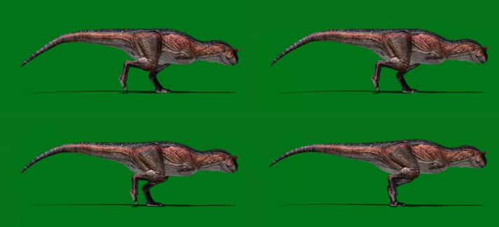 食肉牛龙奔跑绿屏