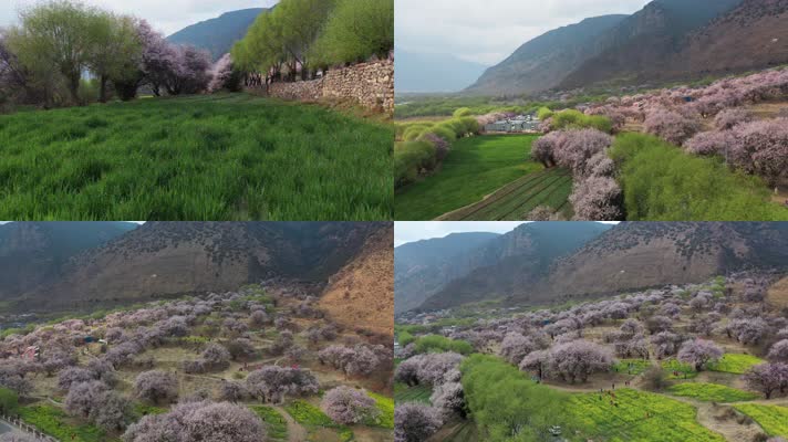 4k西藏风光视频林芝桃花节成片的桃花
