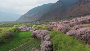 4k西藏风光视频林芝桃花节成片的桃花