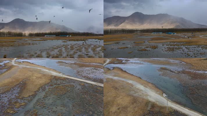 4k西藏风光视频高原飞鸟湿地河谷草地