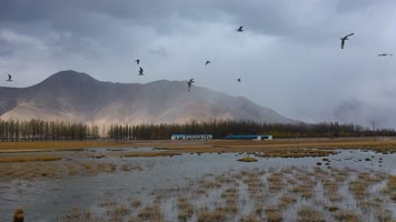 4k西藏风光视频高原飞鸟湿地河谷草地
