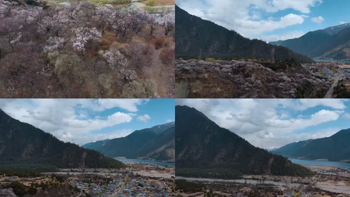4k西藏风光视频尼洋河畔桃花林