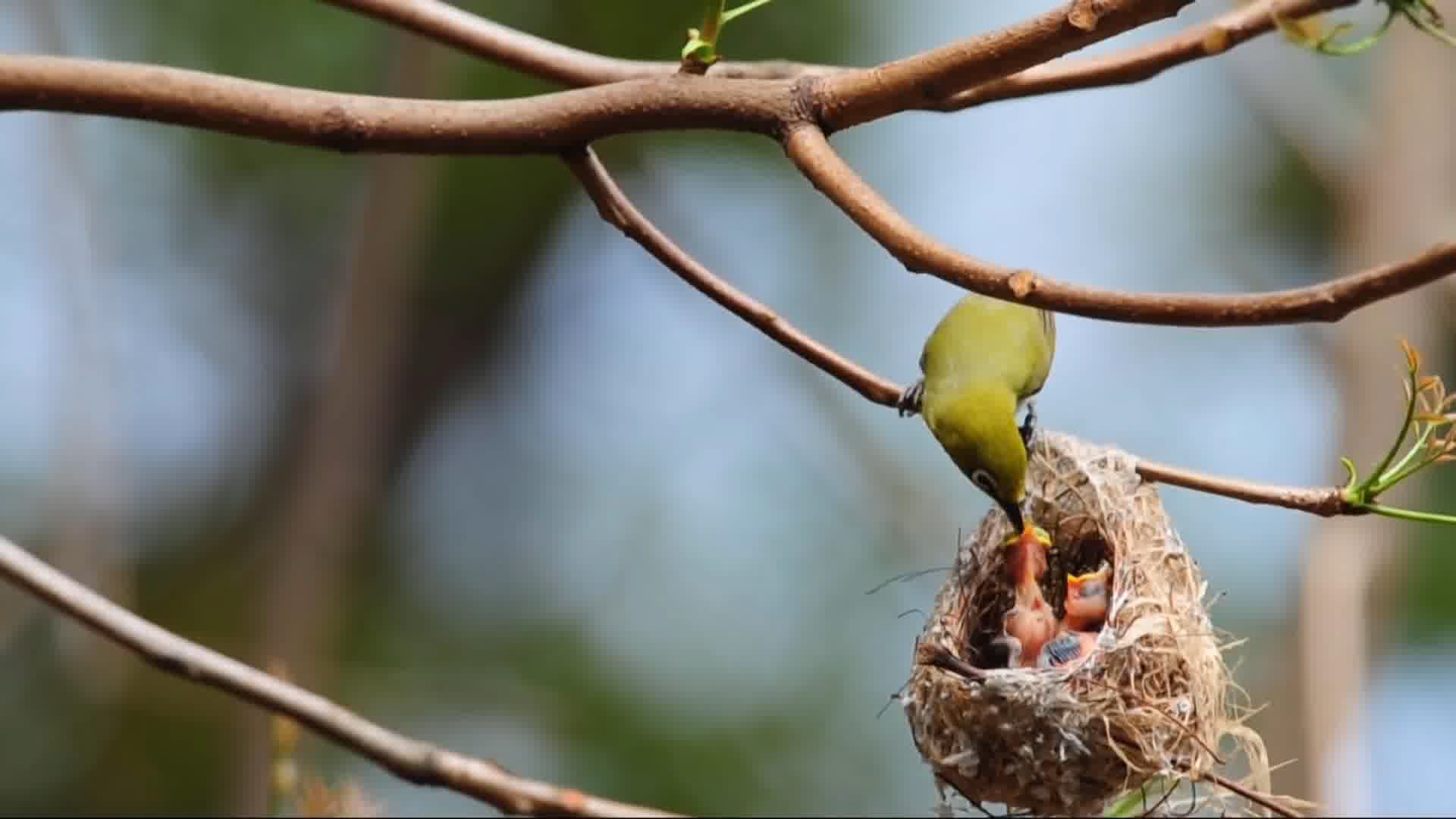 可愛繡眼鳥小鳥育雛雛鳥視頻素材