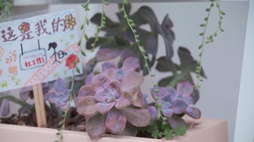 社区街道视频城市里被认养的花草特写 社区街道视频城市里被认养的花草特写