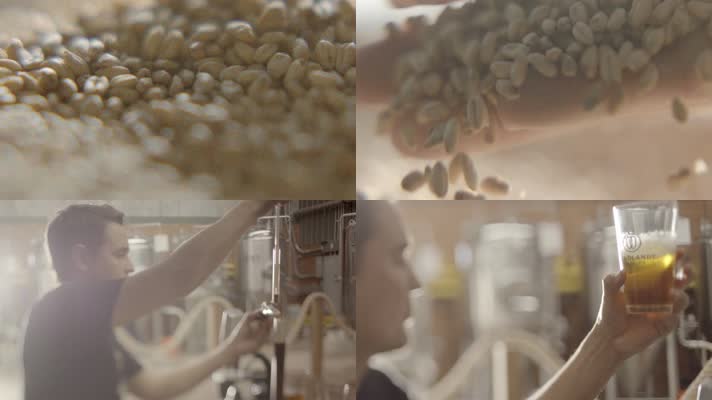 燕麦 小麦 种子 生命 酿造 试制 啤酒