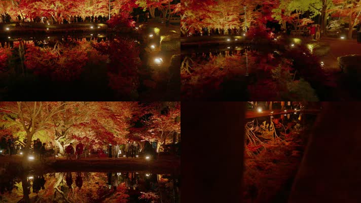 红叶夜景，城市夜景，枫叶枫树