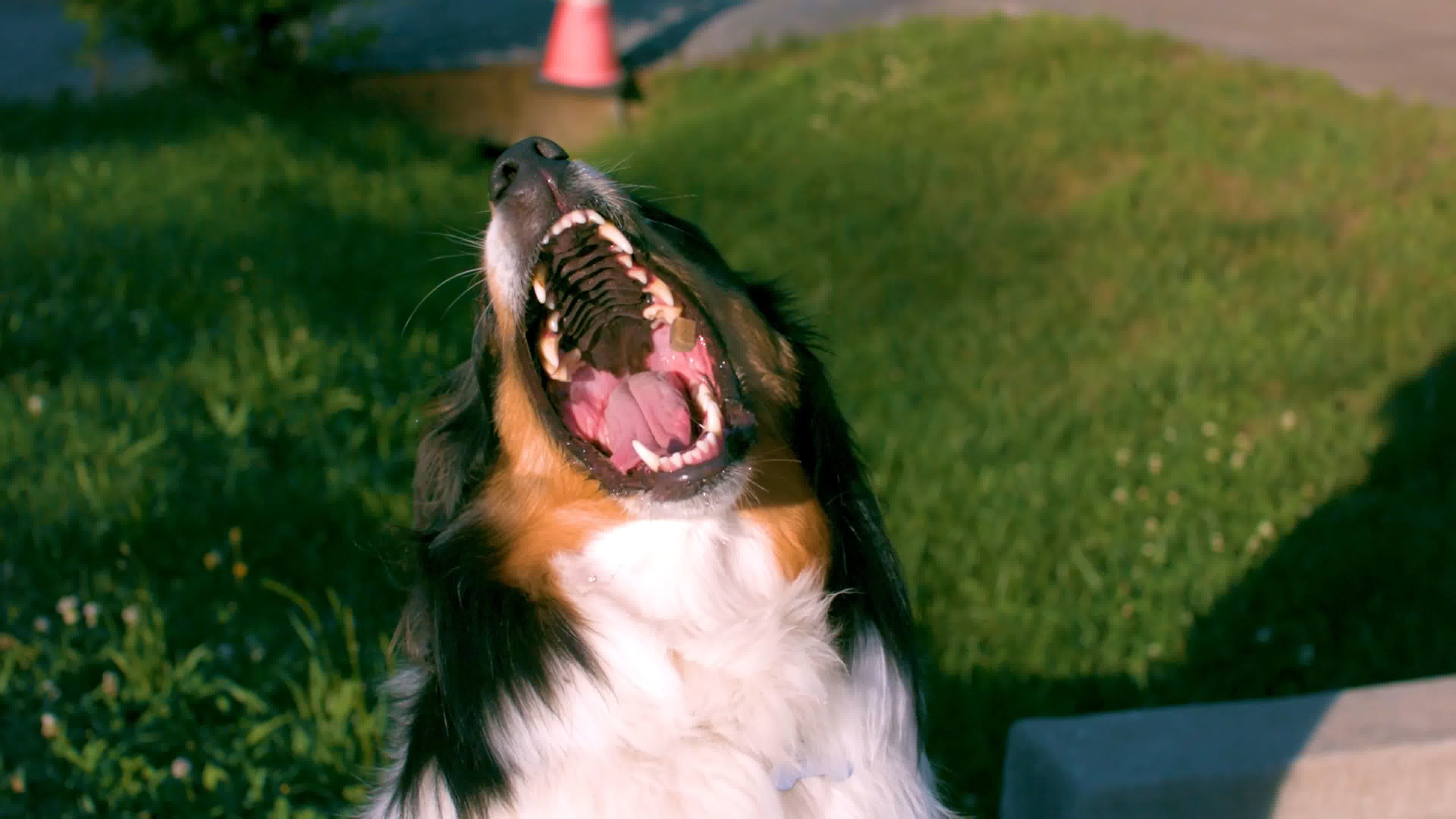 各种动物慢镜头，动物世界