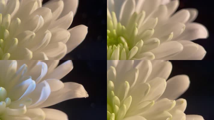 鲜花 雏菊 菊花 白色 高级鲜花摄影 花瓣 黑