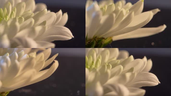 鲜花 雏菊 菊花 白色 高级鲜花摄影 花瓣 黑