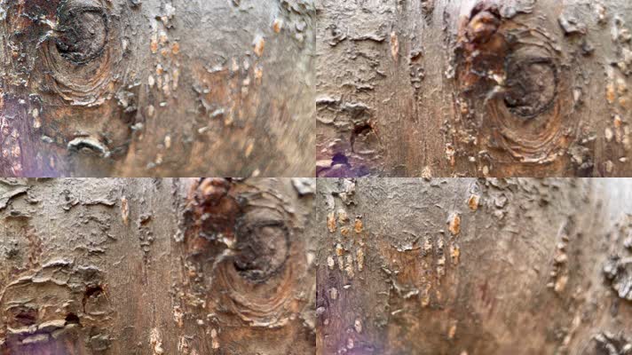 树皮 粗糙 表皮 树木 植物 桃树 桃胶 昆虫 
