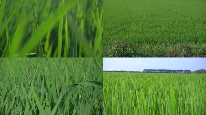 稻田水稻风景植物春天实拍4K高清
