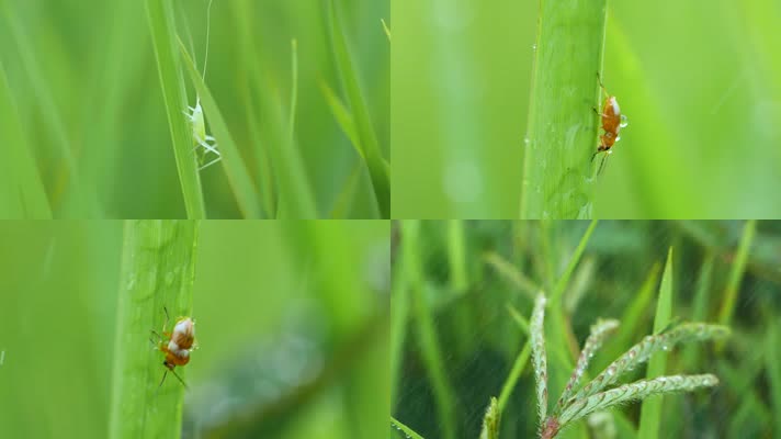 大自然雨中昆虫植物微距高清视频素材