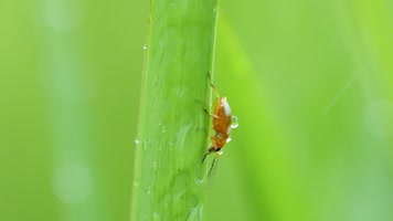 大自然雨中昆虫植物微距高清视频素材