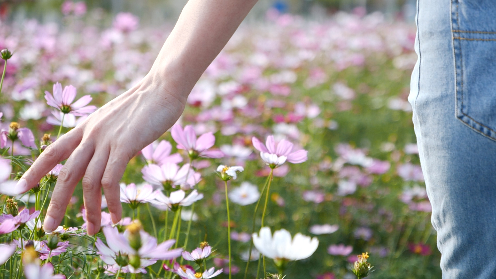 春天女孩手抚摸花朵亲近自然视频素材