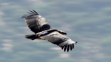 老鹰 鹰击长空 飞翔 飞鸟 群鸟飞舞 老 老鹰 鹰击长空 飞翔 飞鸟 群鸟飞舞 老