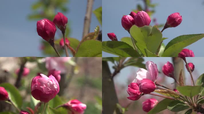 红海棠花苞
