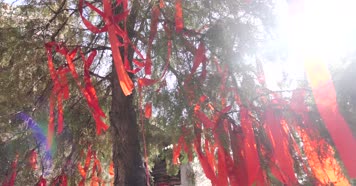 许愿树-红色丝带-愿望纸条-祈求-希望