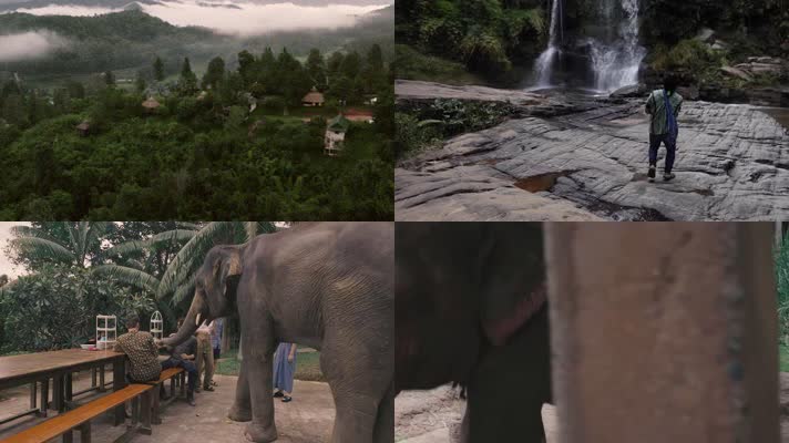 亚洲象，游客大象玩耍