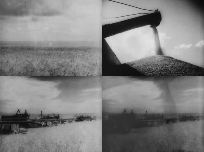 60年代北大荒小麦丰收秋收