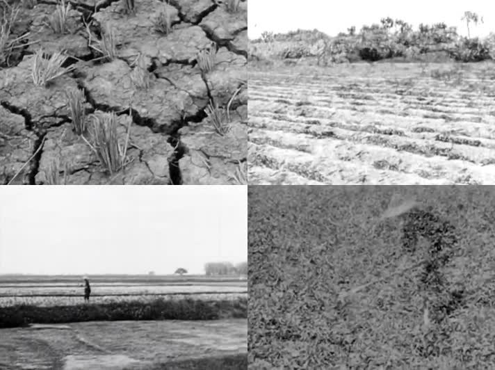 40年代河南旱灾-干旱土地种红薯