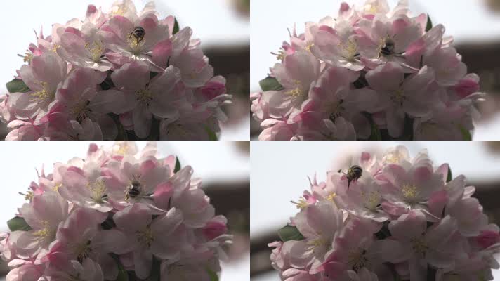 西府海棠花蜜蜂