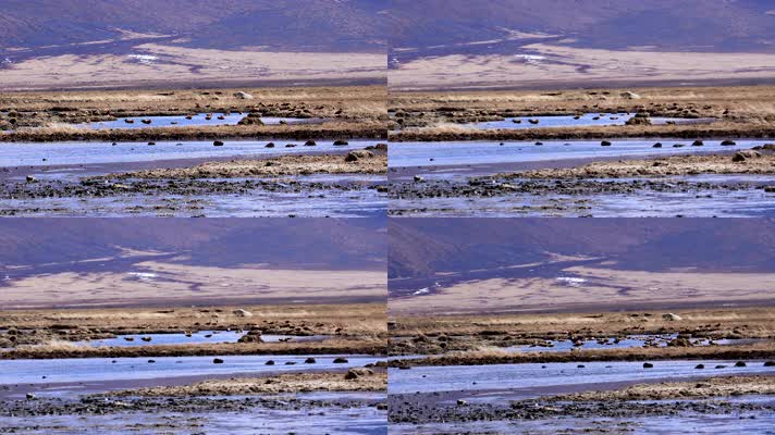 4K川西高原野鸭实拍素材2