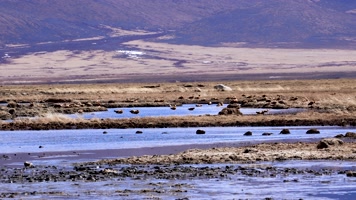 4K川西高原野鸭实拍素材2