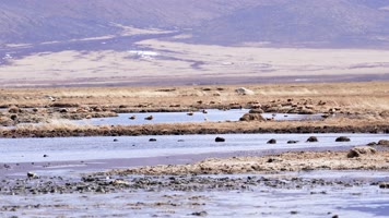4K川西高原野鸭实拍素材1