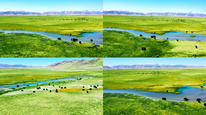 4K青藏高原草原航拍素材6