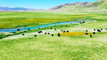 4K青藏高原草原航拍素材6