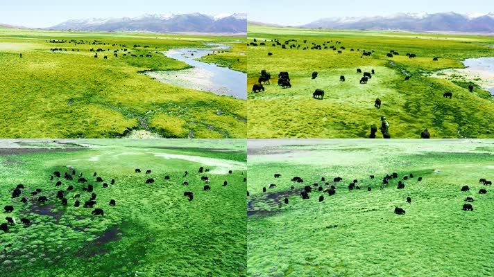 4K青藏高原草原航拍素材7