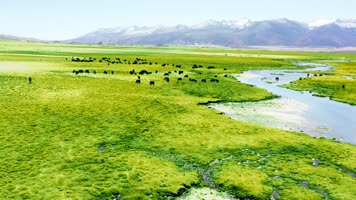 4K青藏高原草原航拍素材7