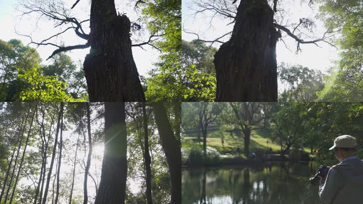 日落老树夕阳洒下林间大树枝头阳光