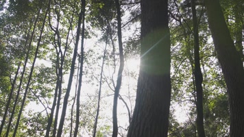 日落老树夕阳洒下林间大树枝头阳光