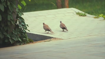 莫高窟航拍特写镜头