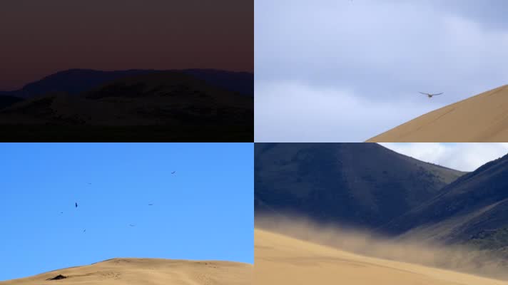 沙漠  秃鹫   生态  风沙
