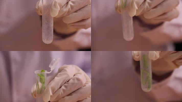 扁豆 毒素 中毒 检测 龙葵碱 皂甙 检