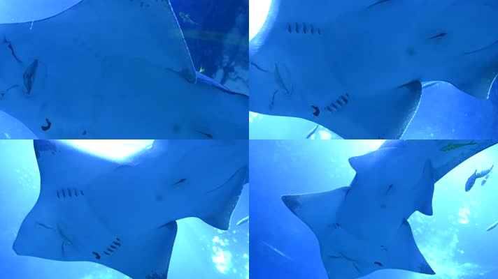 高清120帧1080p蓝色海底世界鱼群大鱼游泳