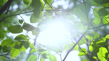 阳光透过树叶