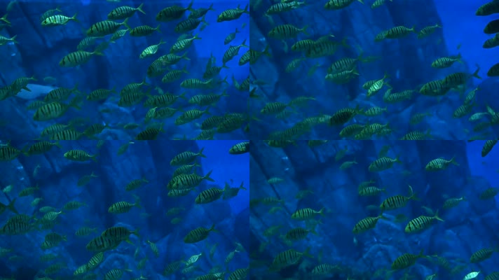 高清120帧1080p蓝色海底世界鱼群大鱼珊瑚