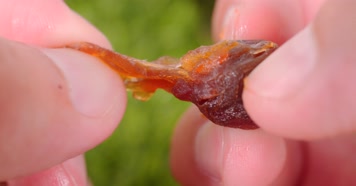 桂圆-桂圆干-龙眼-干桂圆-电商拍摄